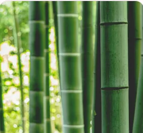 Bambu